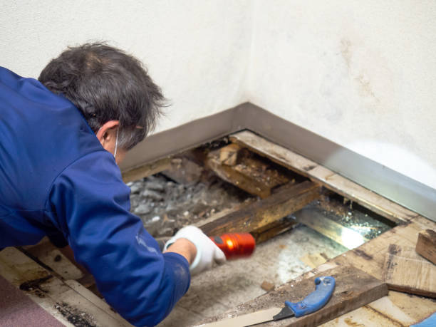 Best Fast Mold Removal  in Benton Harbor, MI