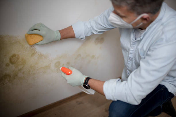 Best Affordable Mold Removal  in Benton Harbor, MI