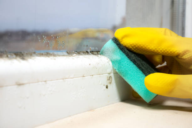 Best Mold Remediation Services  in Benton Harbor, MI