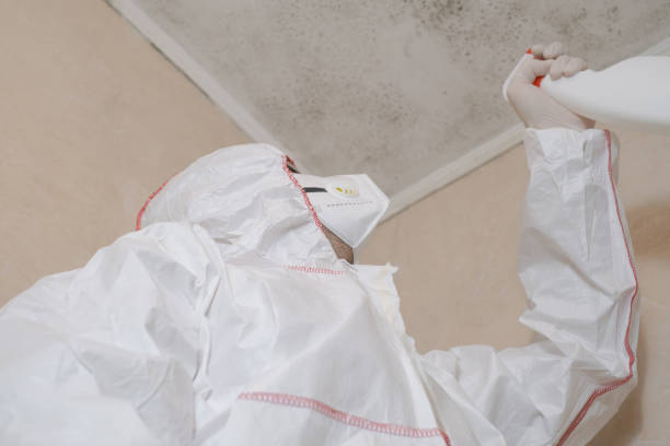 Best Same-Day Mold Removal  in Benton Harbor, MI