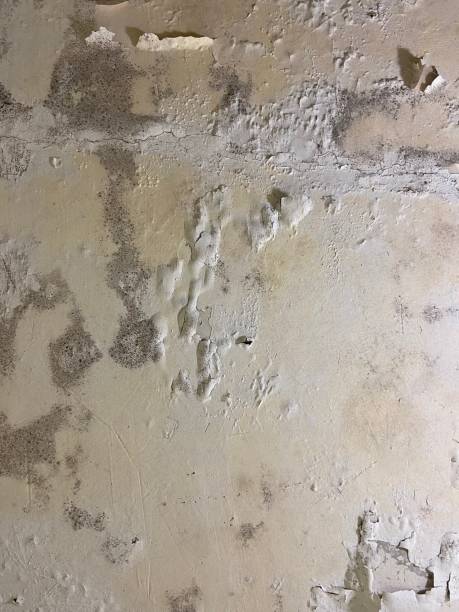  Benton Harbor, MI Mold Removal Pros