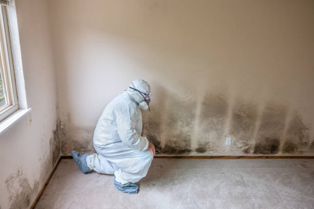 Best Mold Removal Company Near Me  in Benton Harbor, MI