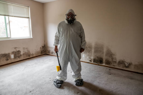 Best Home Mold Removal  in Benton Harbor, MI