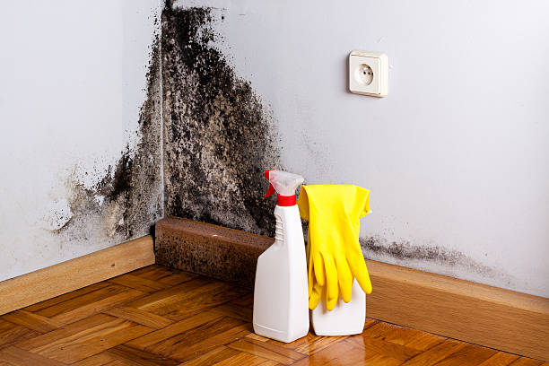 Best Black Mold Removal  in Benton Harbor, MI