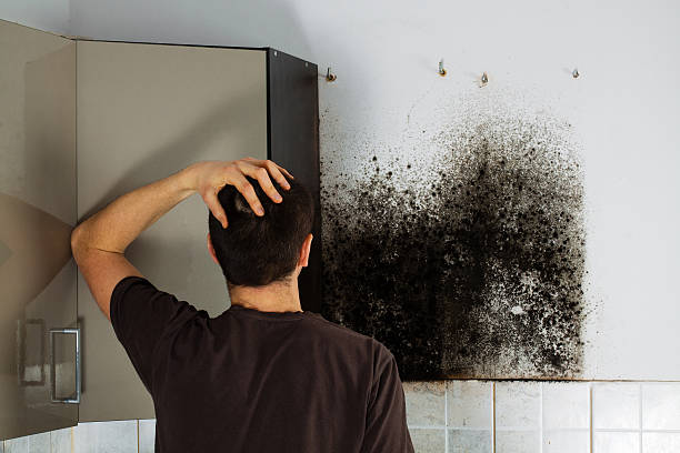 Best Mold Remediation  in Benton Harbor, MI
