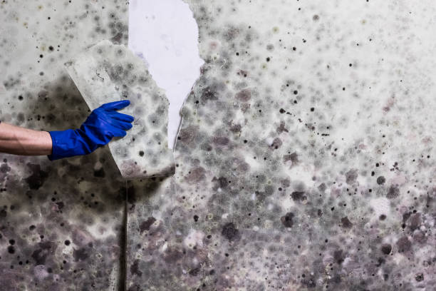 Mold Removal and Inspection in Benton Harbor, MI