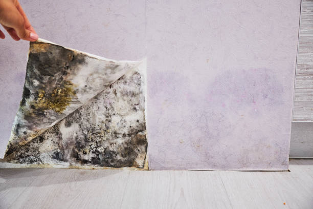Best Mold Testing  in Benton Harbor, MI
